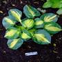 Dream Weaver Hosta